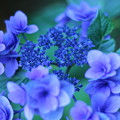 写真: 青　紫陽花