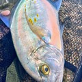 写真: 奄美遠征最後かつ2021年ラストの獲物は空港そばのリーフでナンヨウカイワリ。いかにも南洋といった感じの美麗魚だが、アジ科の魚なだけあって引きも中々。