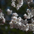 Photos: 桜咲く