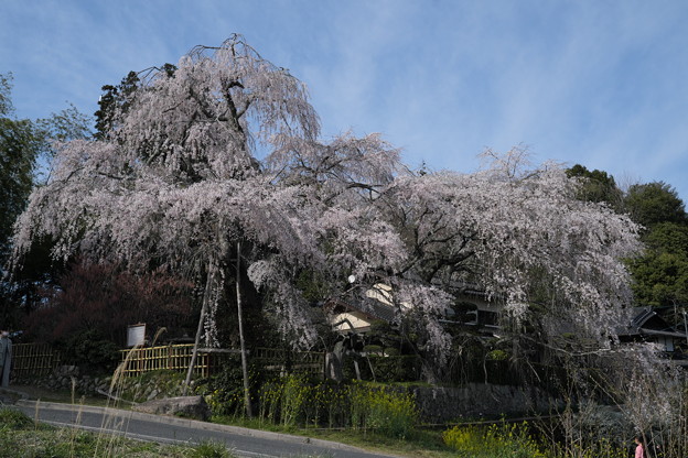 写真: 神原のしだれ桜