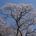 森湯谷の桜