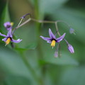 Photos: 高原の花　オオマルバノホロシ