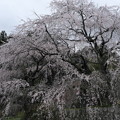 Photos: 神原のしだれ桜