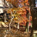 写真: 偕楽園南崖橋紅葉と八重寒紅DSCN3187