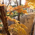 写真: 偕楽園南崖橋紅葉と八重寒紅DSCN3192