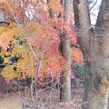 写真: 偕楽園南崖橋紅葉と八重寒紅DSCN3199 (2)
