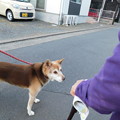 Photos: DSCN1879散歩犬１４・５歳