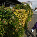 Photos: DSCN2700イチョウ垣根の黄葉