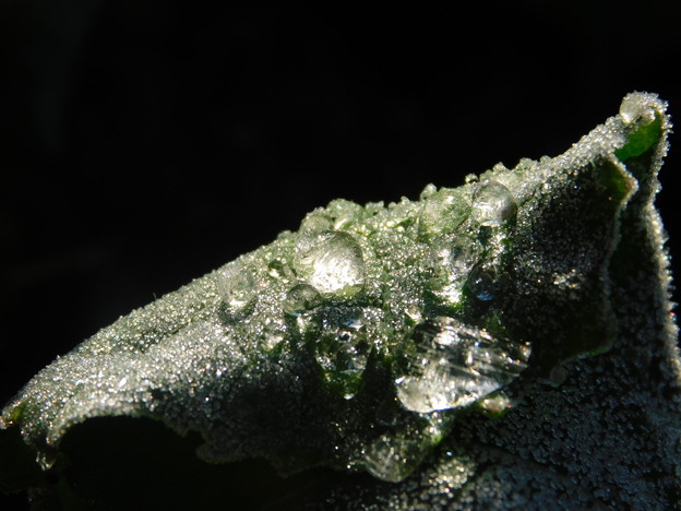 写真: 寒い朝凍った水滴アブラナDSCN4269