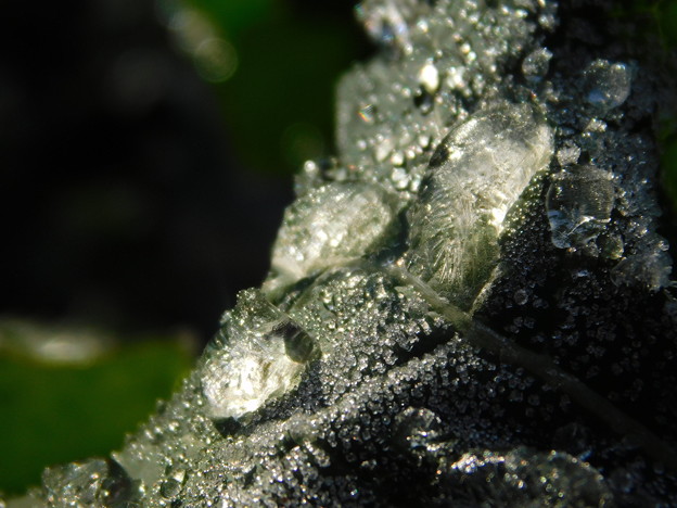 寒い朝凍った水滴アブラナDSCN4274