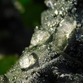 写真: 寒い朝凍った水滴アブラナDSCN4274