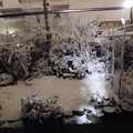 Photos: 降雪DSCN4561