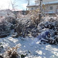 Photos: 昨夜の降雪　朝DSCN4582