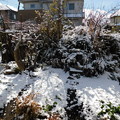 Photos: 昨夜の降雪　昼DSCN4588