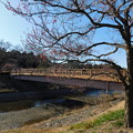 写真: 筑紫紅と花追い橋・田鶴鳴梅林DSCN5147