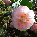 イースターモーン花盛りDSCN6756