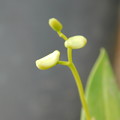 デンドロビウム・キンギアナム Dendrobium kingianumDSCN6849