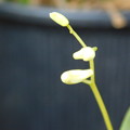 デンドロビウム・キンギアナム Dendrobium kingianumDSCN7200
