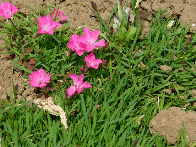 DSCN8342花壇ナデシコ”花はな”ローズ