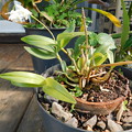 写真: デンドロビウム・キンギアナム Dendrobium kingianumDSCN8238