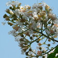 写真: シマサルスベリ白遅咲き盛んDSCN2789