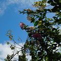 写真: シマサルスベリ赤花と白花遅咲きDSCN2942