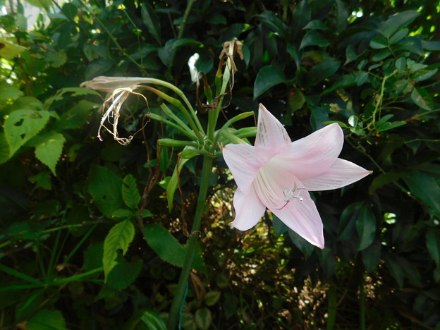 写真: 開花１７日目最後の花になるかアフリカハマユウクリナムパウエリーDSCN3069