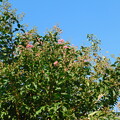 写真: シマサルスベリ早咲き実とサルスベリ赤花DSCN3798