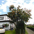DSCN4281カキ富有柿