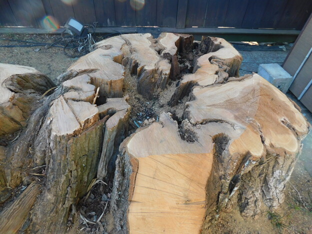 ニセアカシア古木伐採DSCN6142