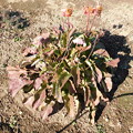 写真: DSCN6435花壇のガーベラ