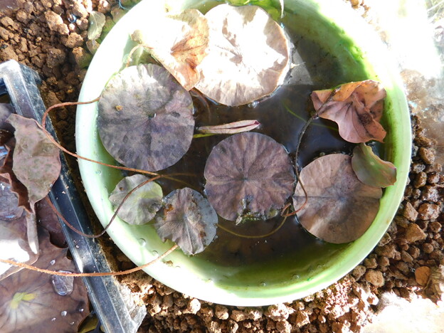 ハス発芽丸水槽緑色の葉無くなるDSCN6711