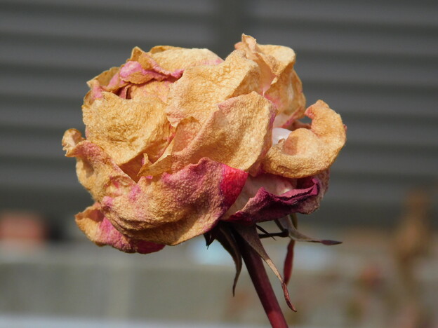 バラ冬に咲いてしまい枯れた花DSCN7652