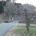 写真: DSCN7719白滝枝垂猩々梅林