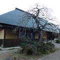 写真: DSCN7723白滝枝垂と呉服枝垂　公園事務所