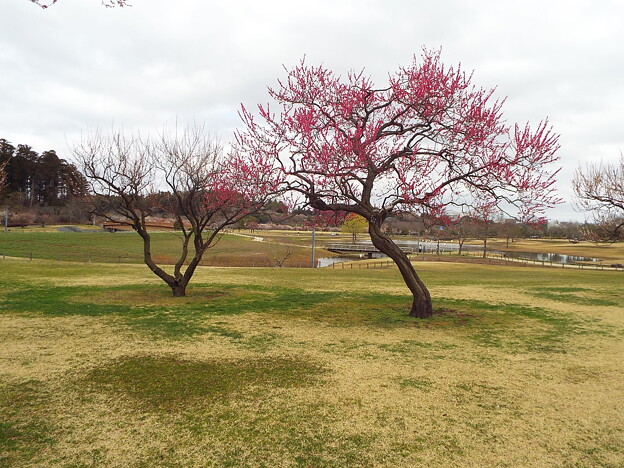 秋篠宮家記念樹の紅冬至左と紅千鳥右20180322