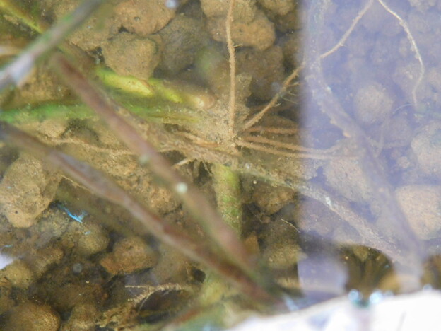 写真: ハスの根茎と根・葉芽が緑色なので、枯れていないことを確認。 冬季間はガラス板で水槽を密閉していたのが良かったのであるが、日当たりのよい場所に置いてあるので、２月になってからの暖角型水槽DSCN7941