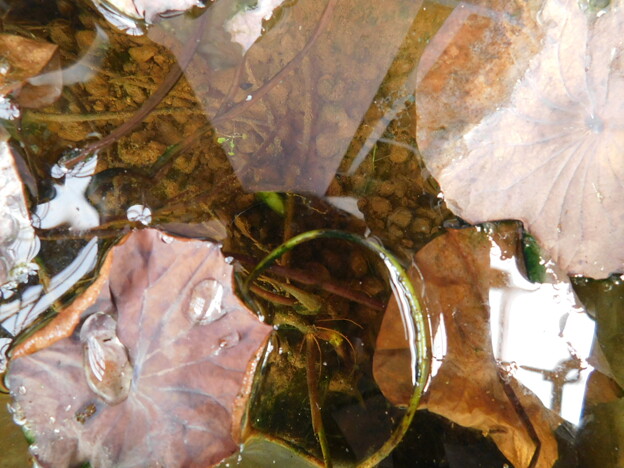 写真: ハスの根茎と葉芽・角型水槽DSCN7939