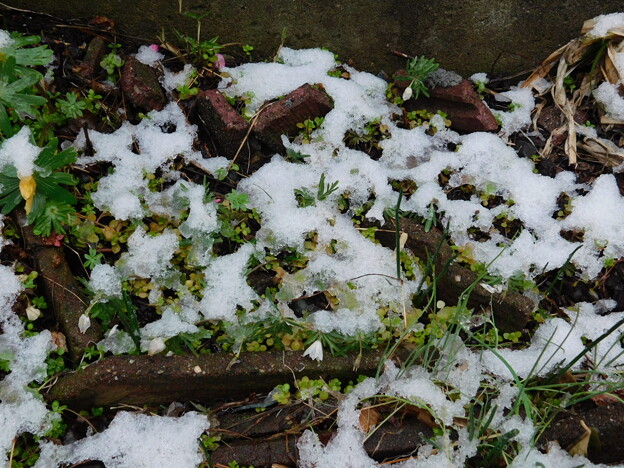 写真: 雪の庭セツブンソウDSCN8049