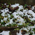 写真: 雪の庭セツブンソウDSCN8049