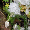 写真: 雪の庭セツブンソウDSCN8053
