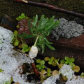 写真: 雪の庭セツブンソウDSCN8054