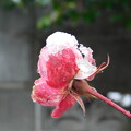 雪の庭バラの蕾DSCN8064