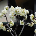 写真: シロバナジンチョウゲかミツマタの白花かDSCN1344