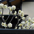 写真: シロバナジンチョウゲかミツマタの白花かDSCN1345