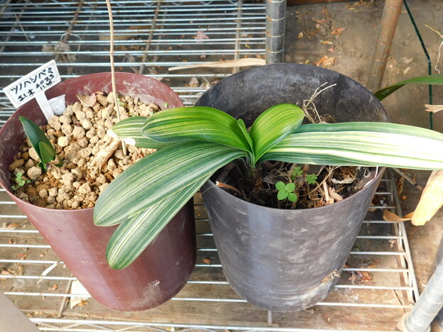 写真: クンシラン斑入りと左は黄花のクンシラン刺し芽DSCN2597