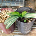 写真: クンシラン斑入りと左は黄花のクンシラン刺し芽DSCN2597