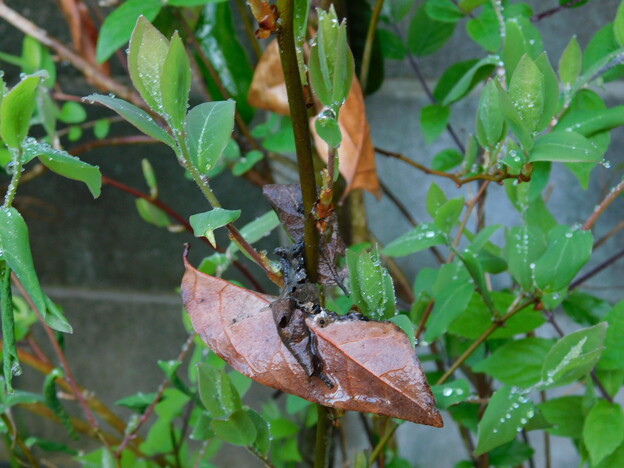 写真: ヤマコウバシ新葉と枯葉落葉中DSCN2945
