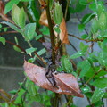 ヤマコウバシ新葉と枯葉落葉中DSCN2945