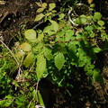 写真: オオモクゲンジ成木の葉にDSCN3267